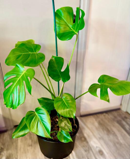 36” Three Sisters Monstera Deliciosa Pot