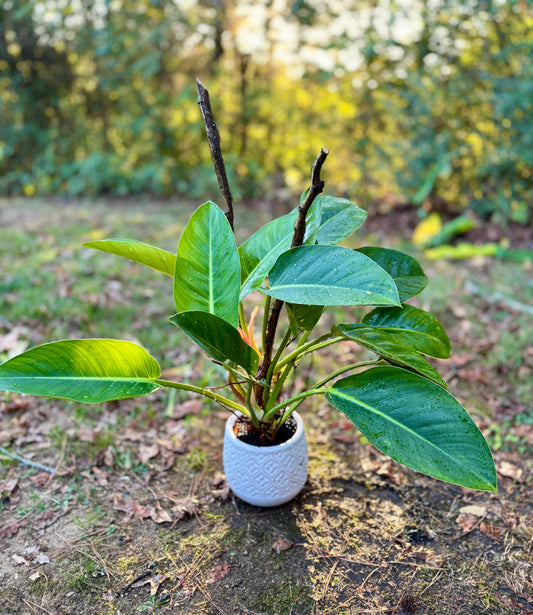 New! 
Philodendron Green Congo