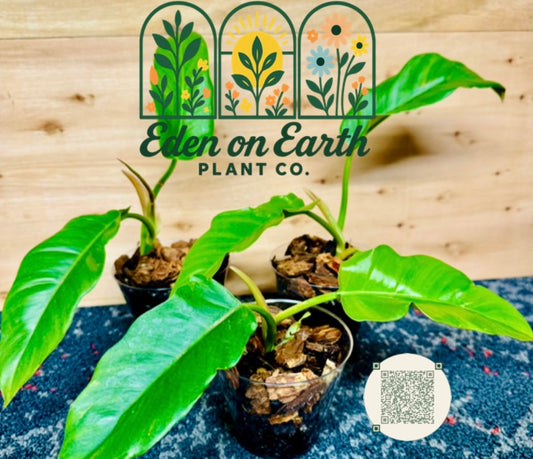 Philodendron Jungle Boogie - Rooted Starters