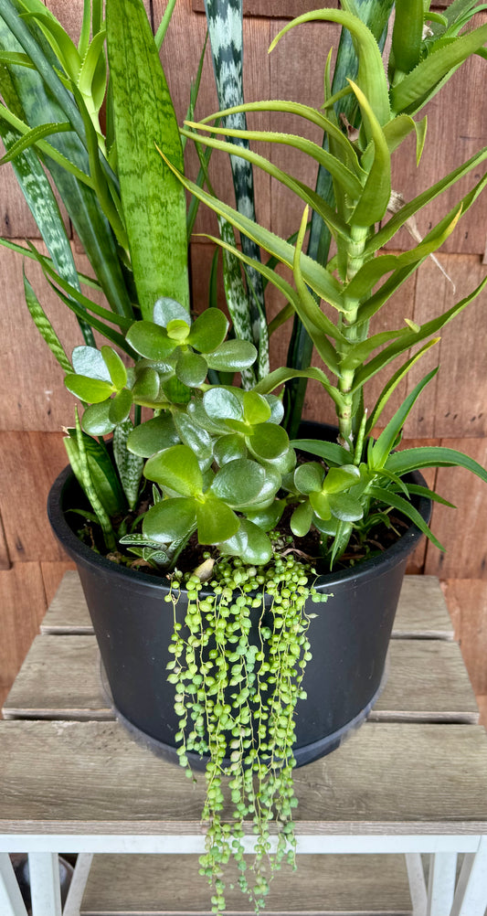 EXTRA LARGE Mixed Succulent Arrangement