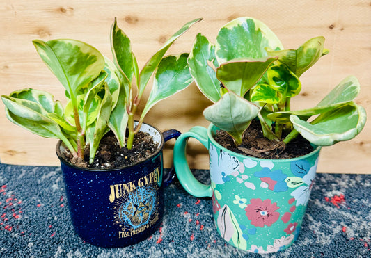 6” Baby Rubber Plant Coffee Mugs