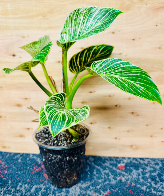 12” Philodendron Birkin