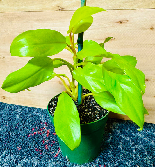 10” Philodendron erubescens 'Gold' Blushing