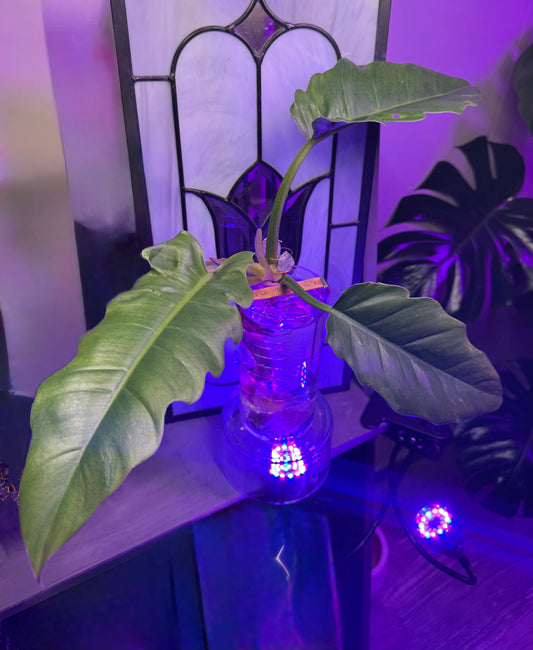 Philodendron Jungle Boogie — Copper Conduction & Mineral Energy Rooting