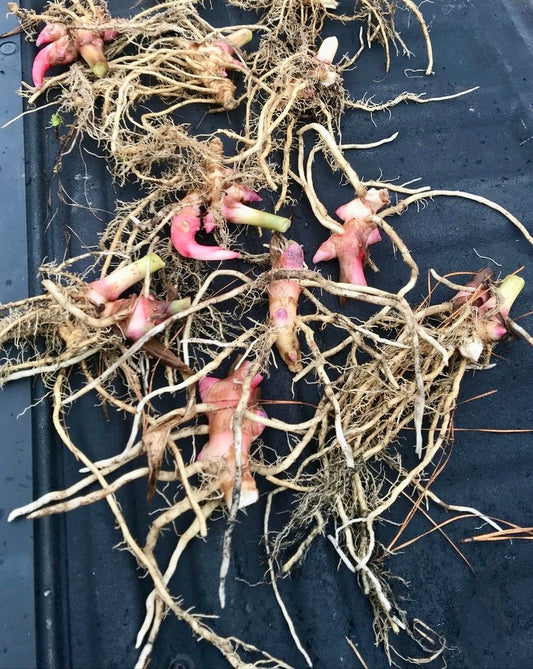 White Ginger Lily - Rhizome