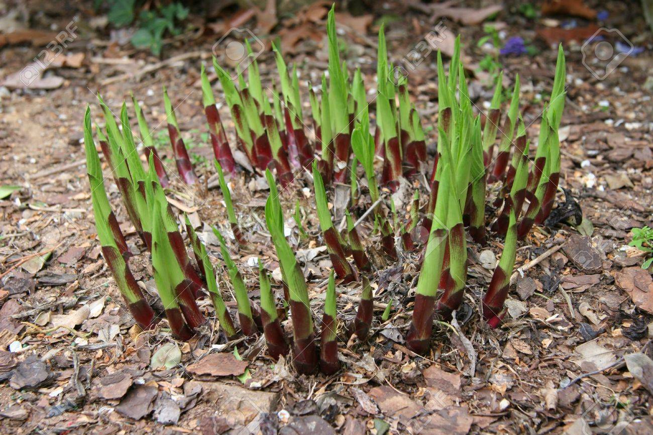 Hosta Root Ball (Size Options)