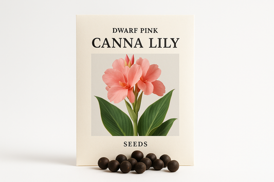 Professional Dwarf Pink Canna Lily Seeds